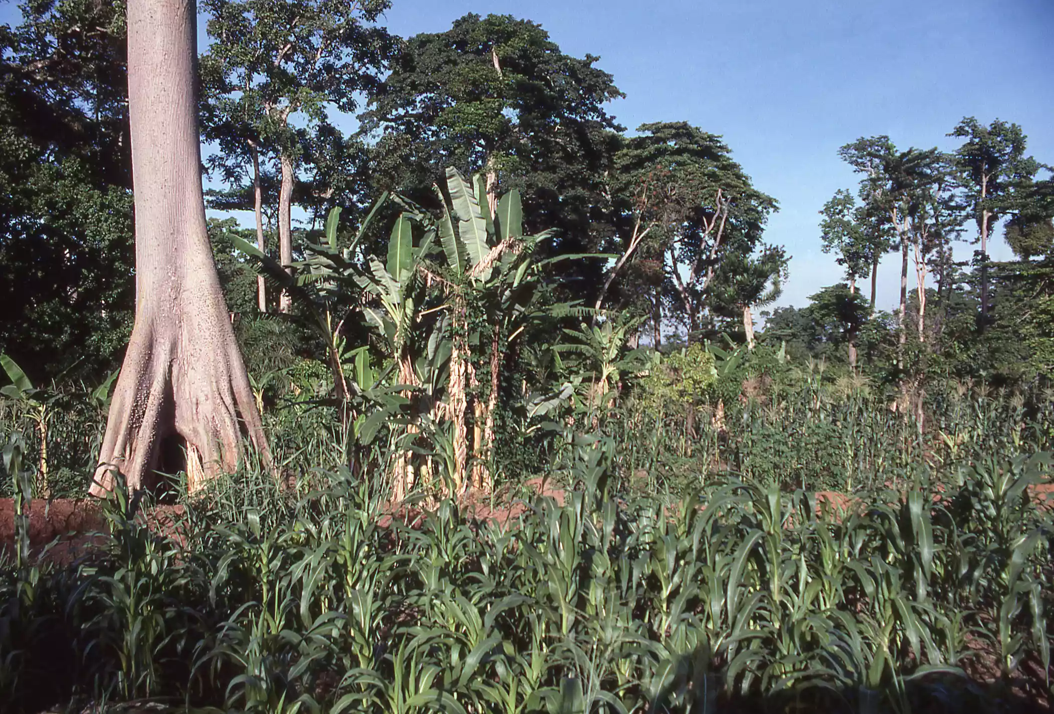 Тропический лес плантационной фермы для пропитания недалеко от Кумаси, Гана
