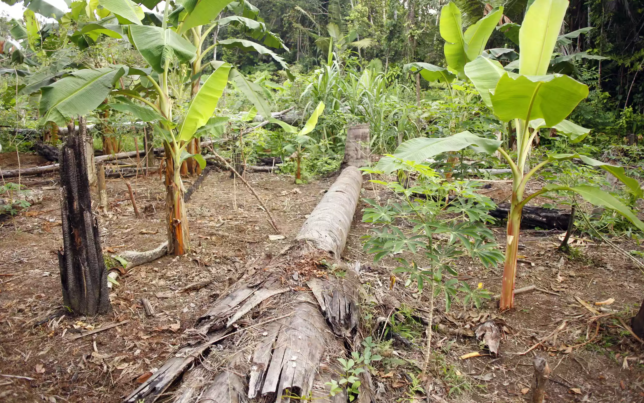 Бананы и маниок, выращиваемые как культуры подсечно-огневого сельского хозяйства в перуанской Амазонии