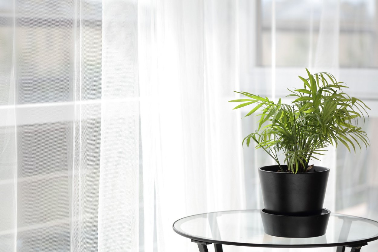 Комнатное растение на столе в домашнем интерьере на фоне балкона