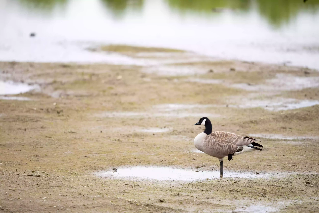 Одинокая канадская казарка стоит на одной ноге на грязи болотистой местности