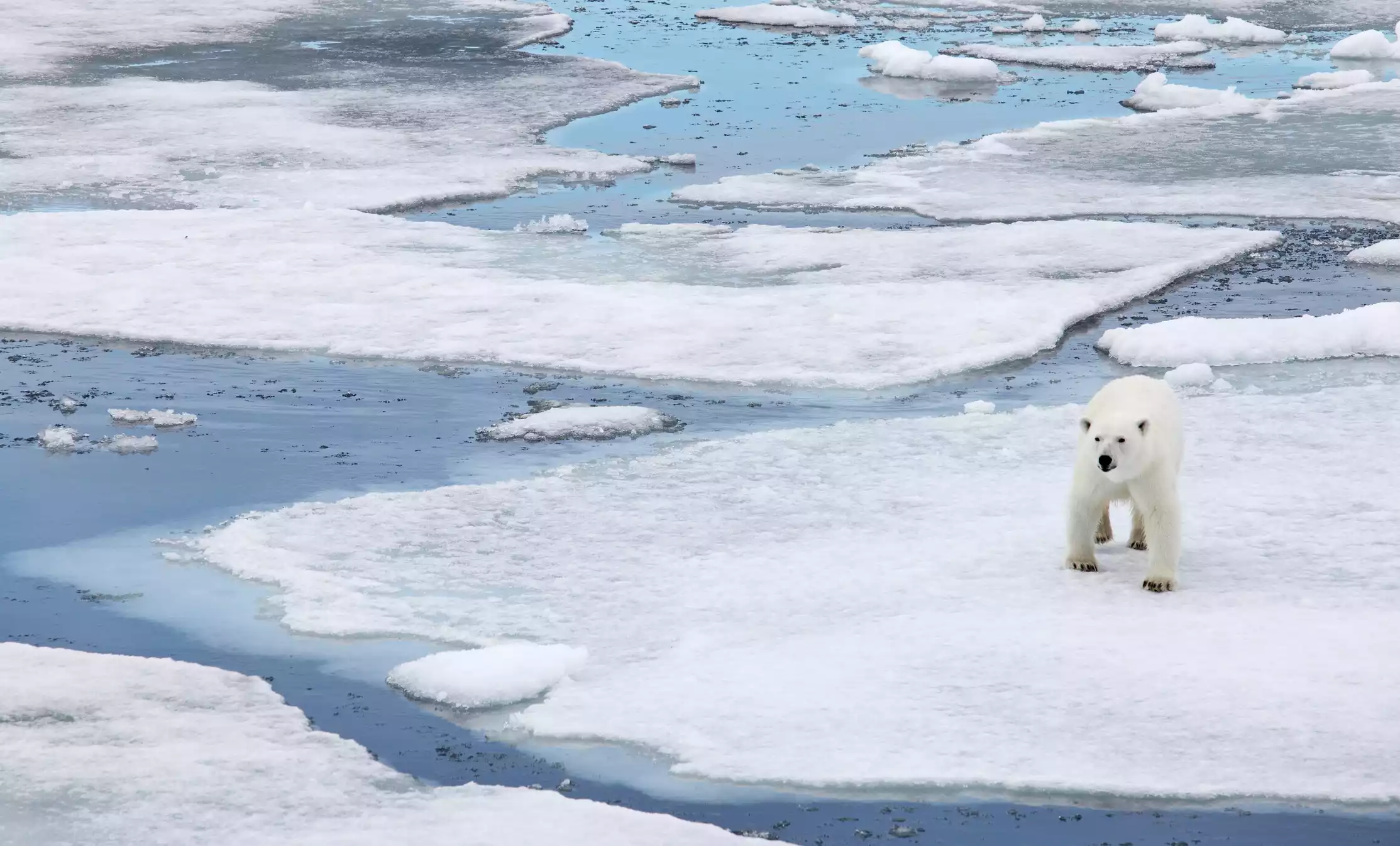 Белый медведь идет по частично растаявшему арктическому морскому льду