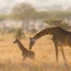 Численность жирафов начала восстанавливаться