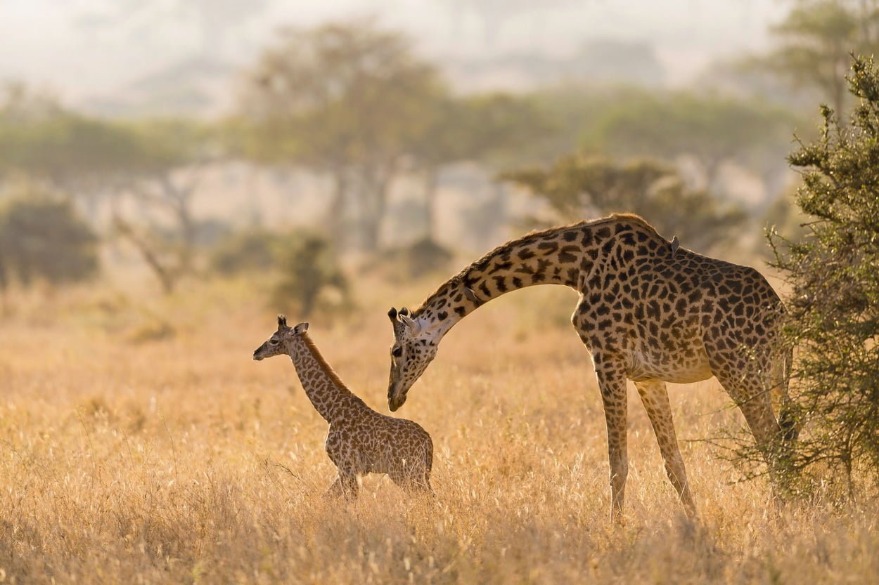 Жираф и теленок