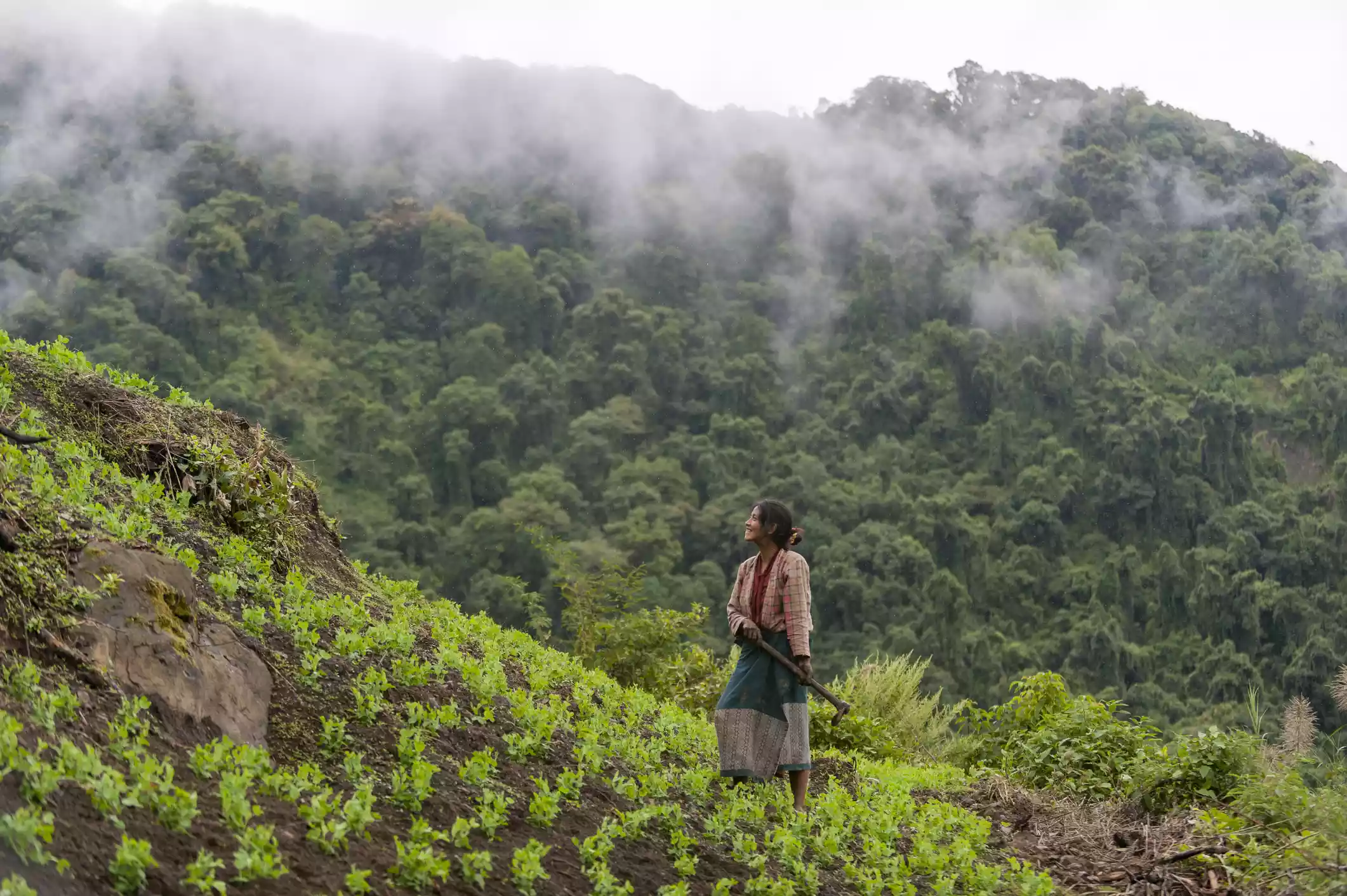 Женщина убирает сорняки на гороховом поле на крутых склонах на северо-востоке Индии
