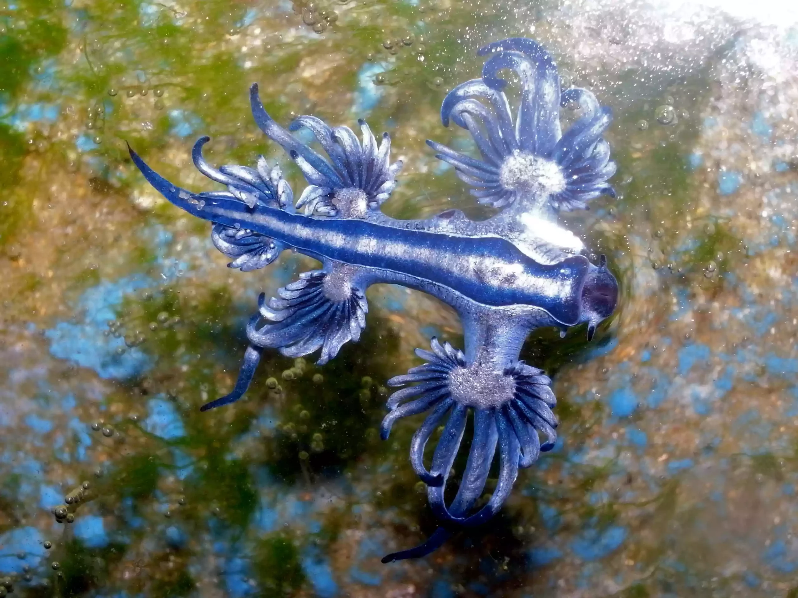 Голубой дракон, Glaucus Atlanticus, плывущий по океану