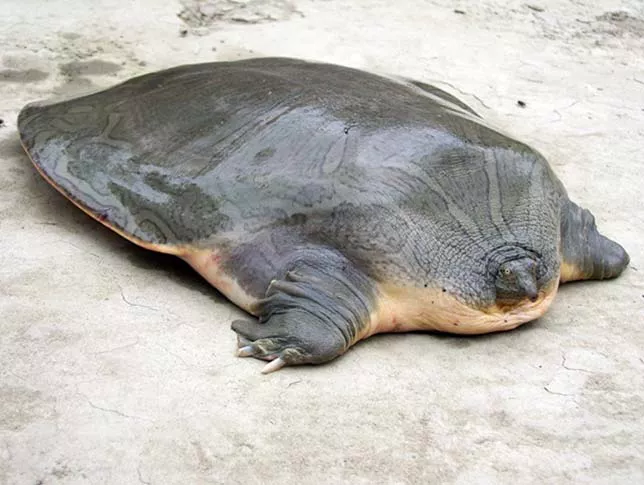 Гигантская черепаха Кантора с мягким панцирем на берегу