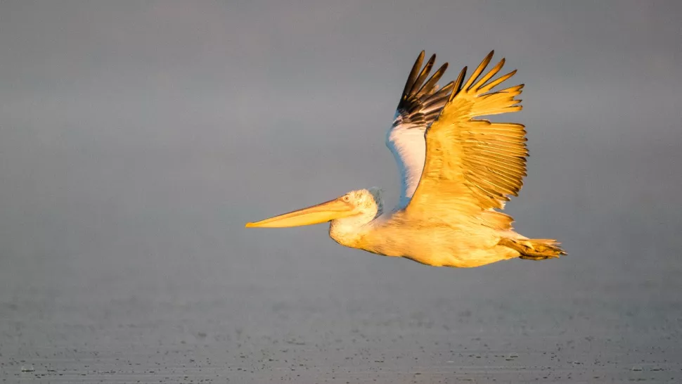 Кудрявый пеликан летит над водой