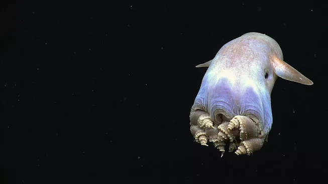 Взрослый гримпотевтис плавает в темном глубоком океане