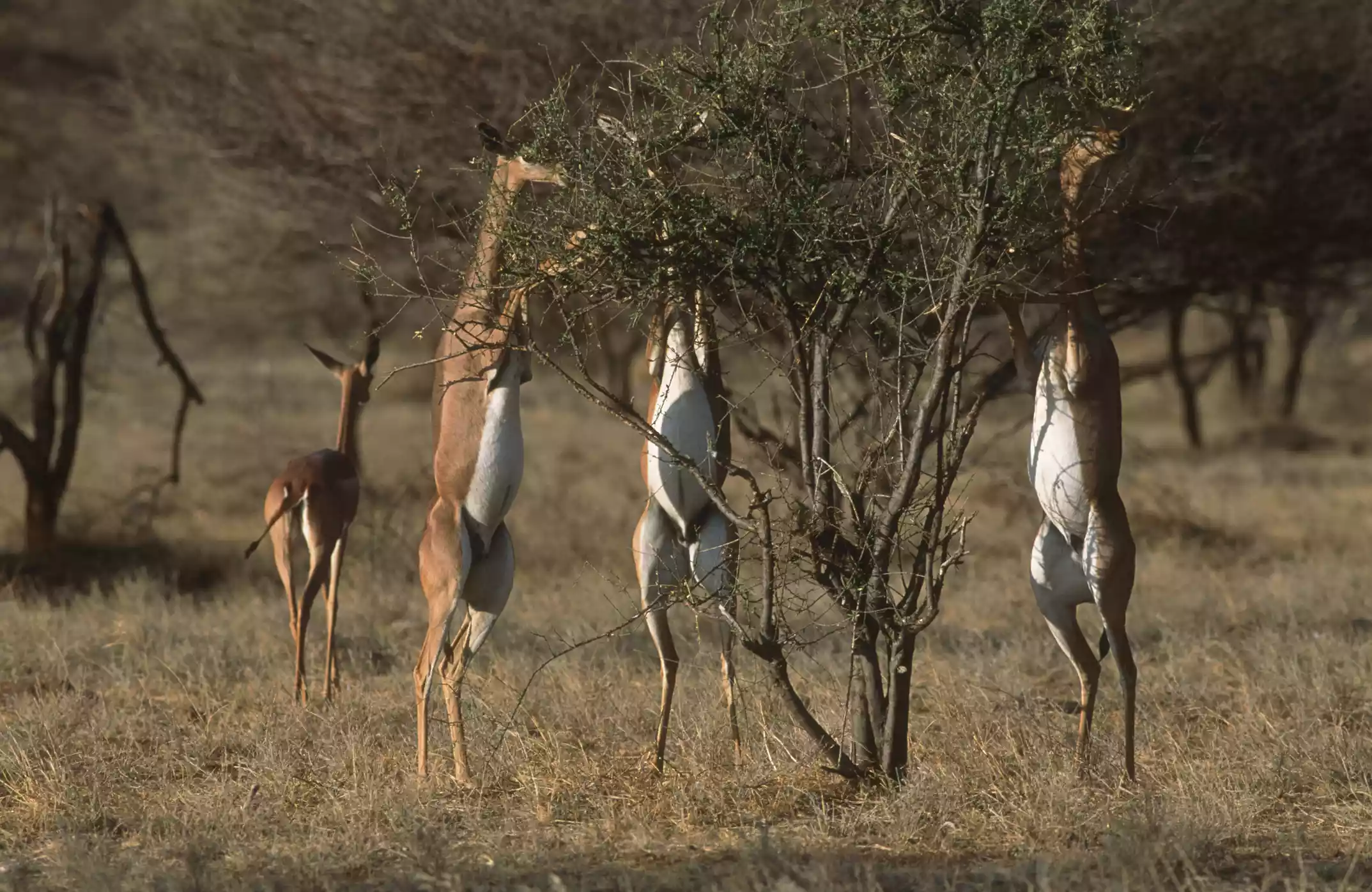 Геренуки (Litocranius walleri) питаются кустами в национальном заповеднике Самбуру, Кения