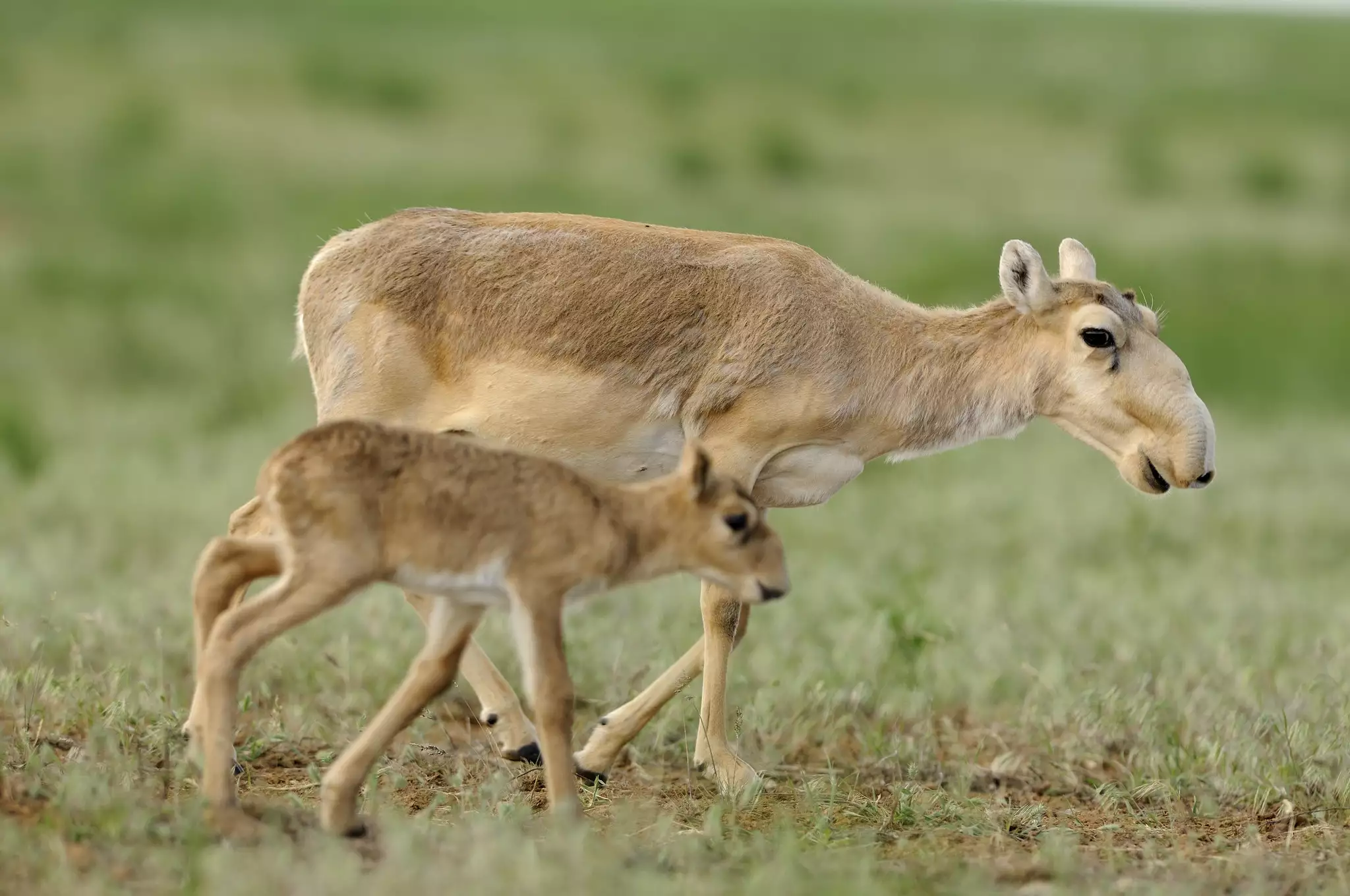 Мать-сайга со светло-коричневым мехом ходит по травянистому участку, рядом с ней детёныш