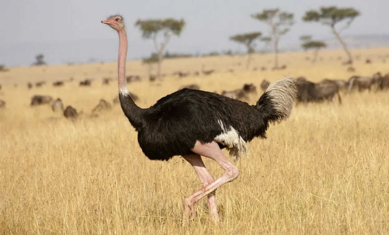 Африканский страус идет по траве