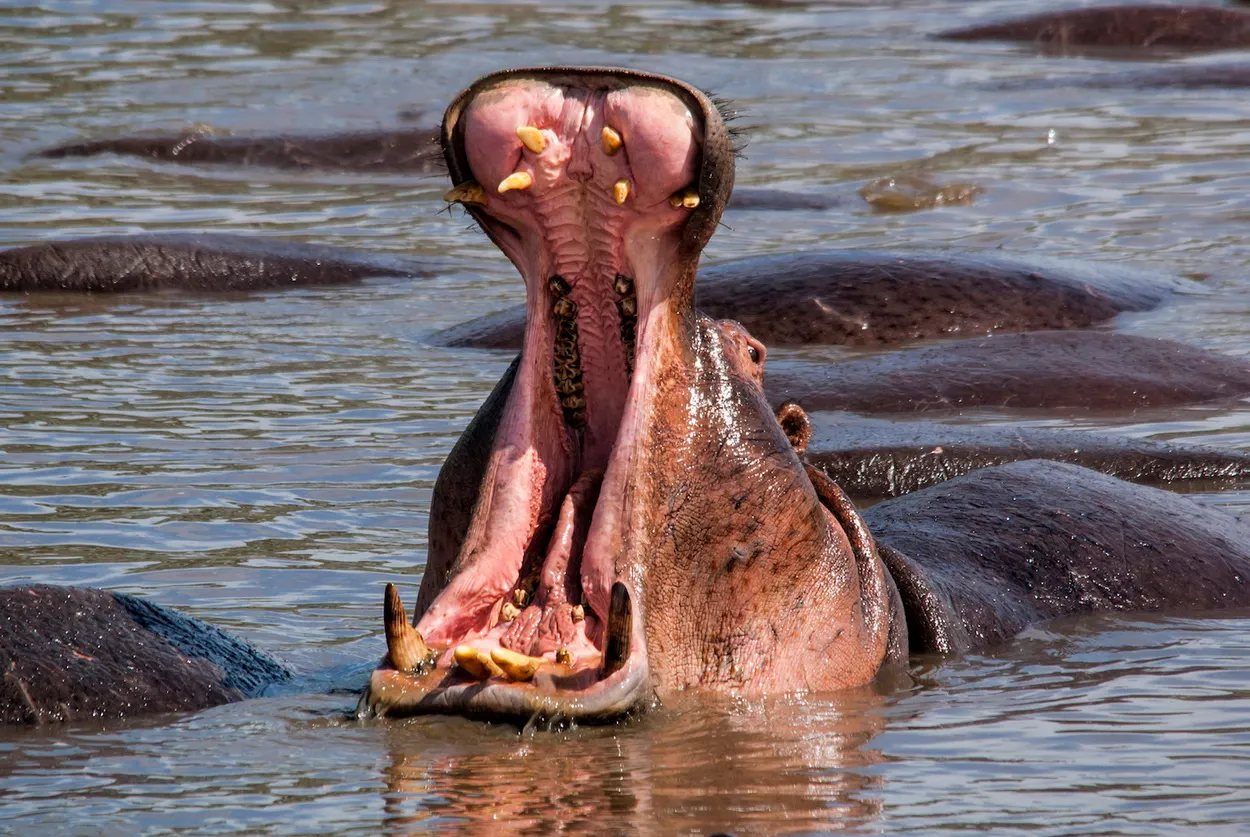 У бегемотов большие зубы – не связывайтесь с ними