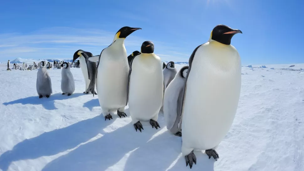 Императорские пингвины маршируют с птенцами
