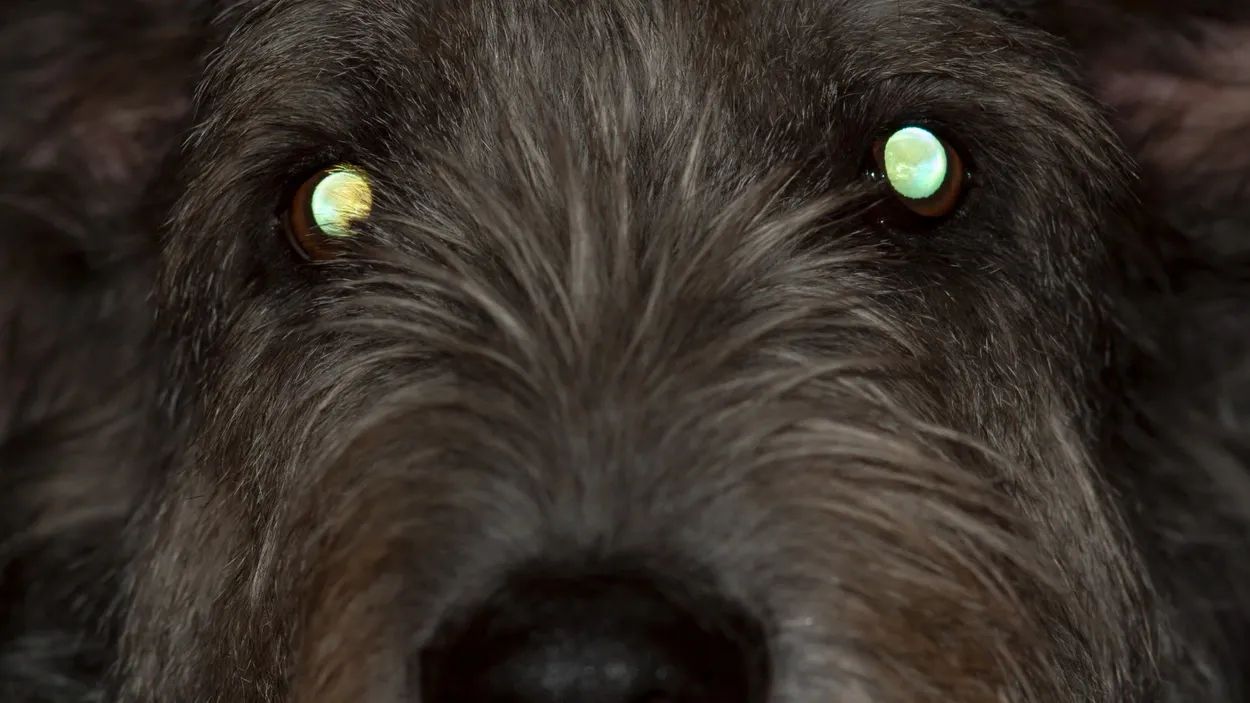Глаза собаки, отражающие свет ночью