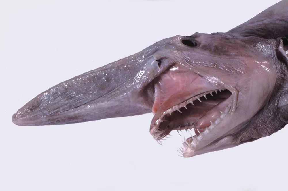 Акула-домовой (Mitsukurina owstoni) с выдвинутыми челюстями