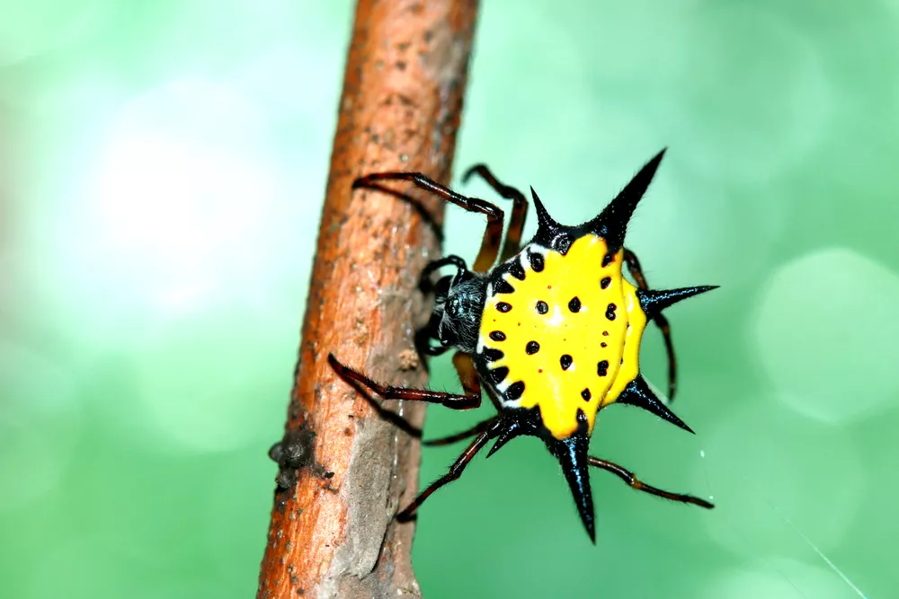 Вид рогатого паука-кругопряда Gasteracantha Cancriformis