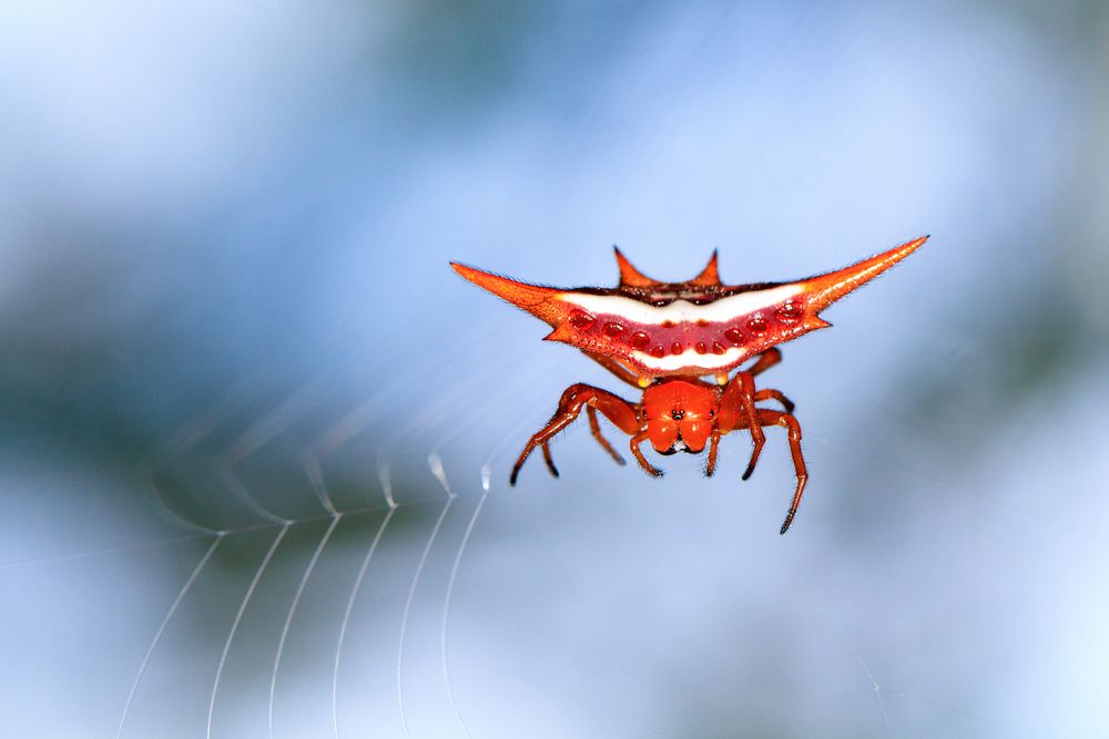 Красный паук на паутине и размытый фон