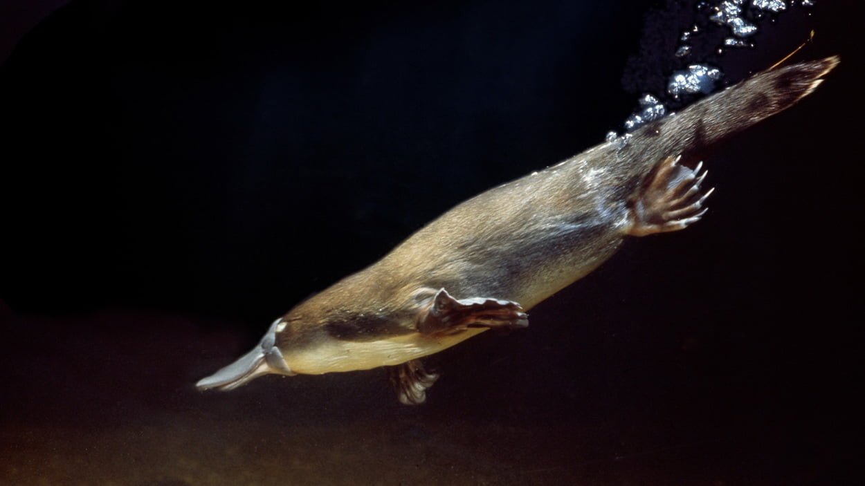 Фото утконоса, ныряющего под воду