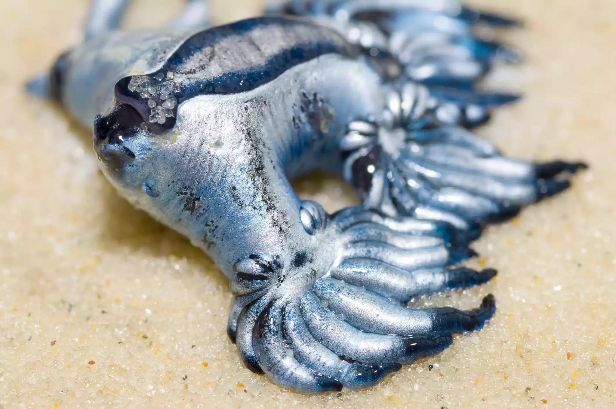 Голубой дракон моллюск фото