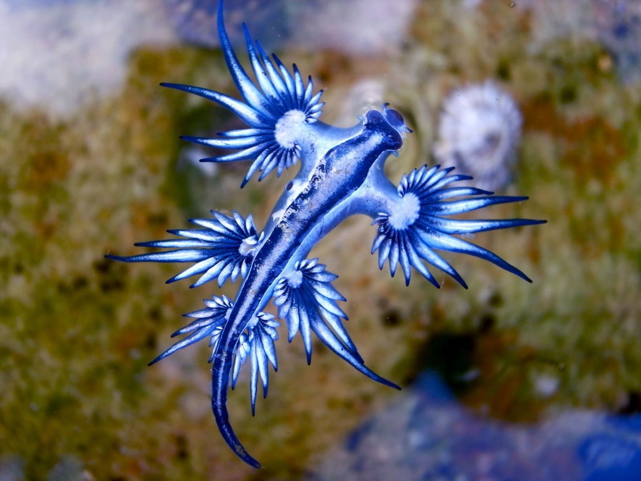 Голубой дракон, Glaucus Atlanticus, голубой морской слизень