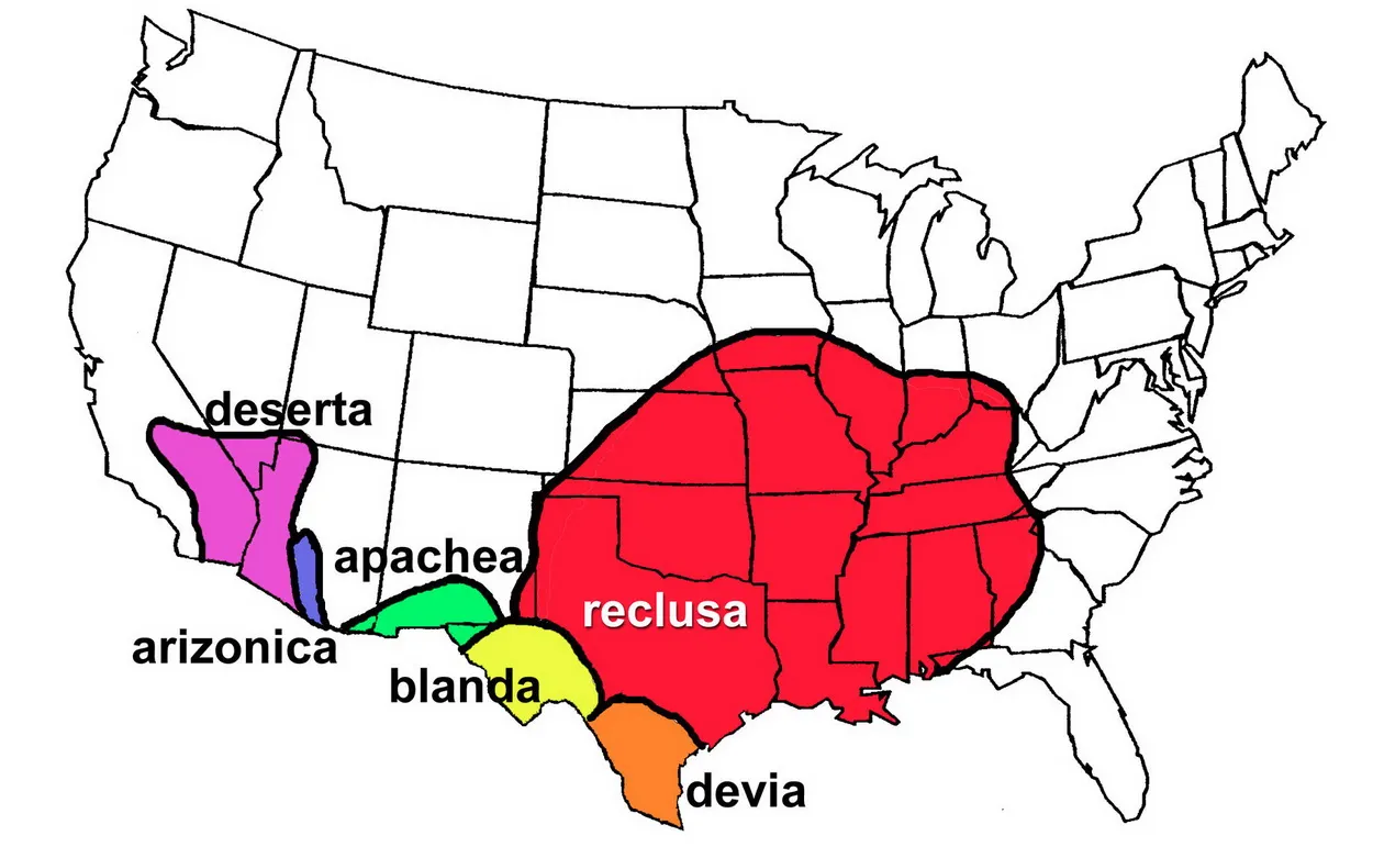 Карта, показывающая ареал коричневых пауков-отшельников (род Loxosceles) в США