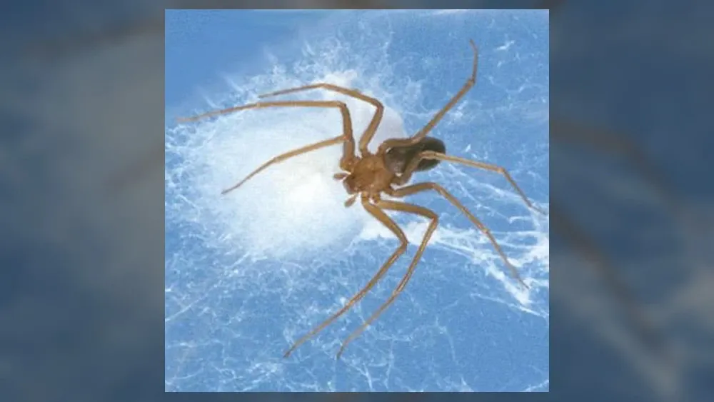 Коричневый паук-отшельник ведет преимущественно ночной образ жизни