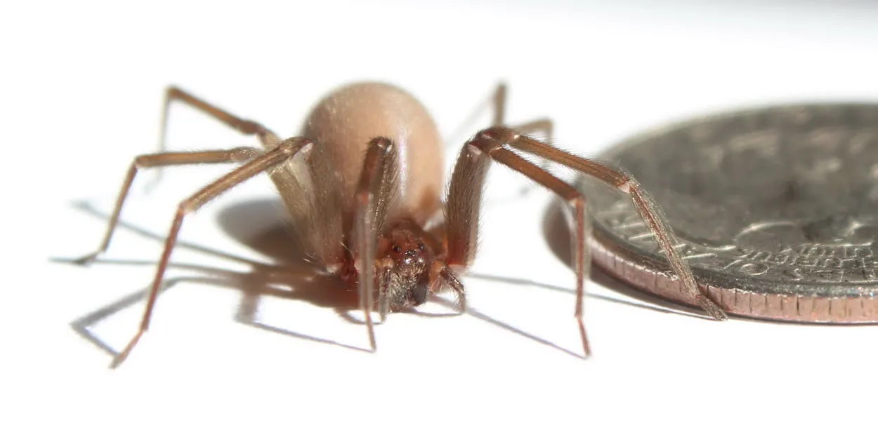 Тела коричневых пауков-отшельников (не считая их лап) имеют длину не более 1 сантиметра