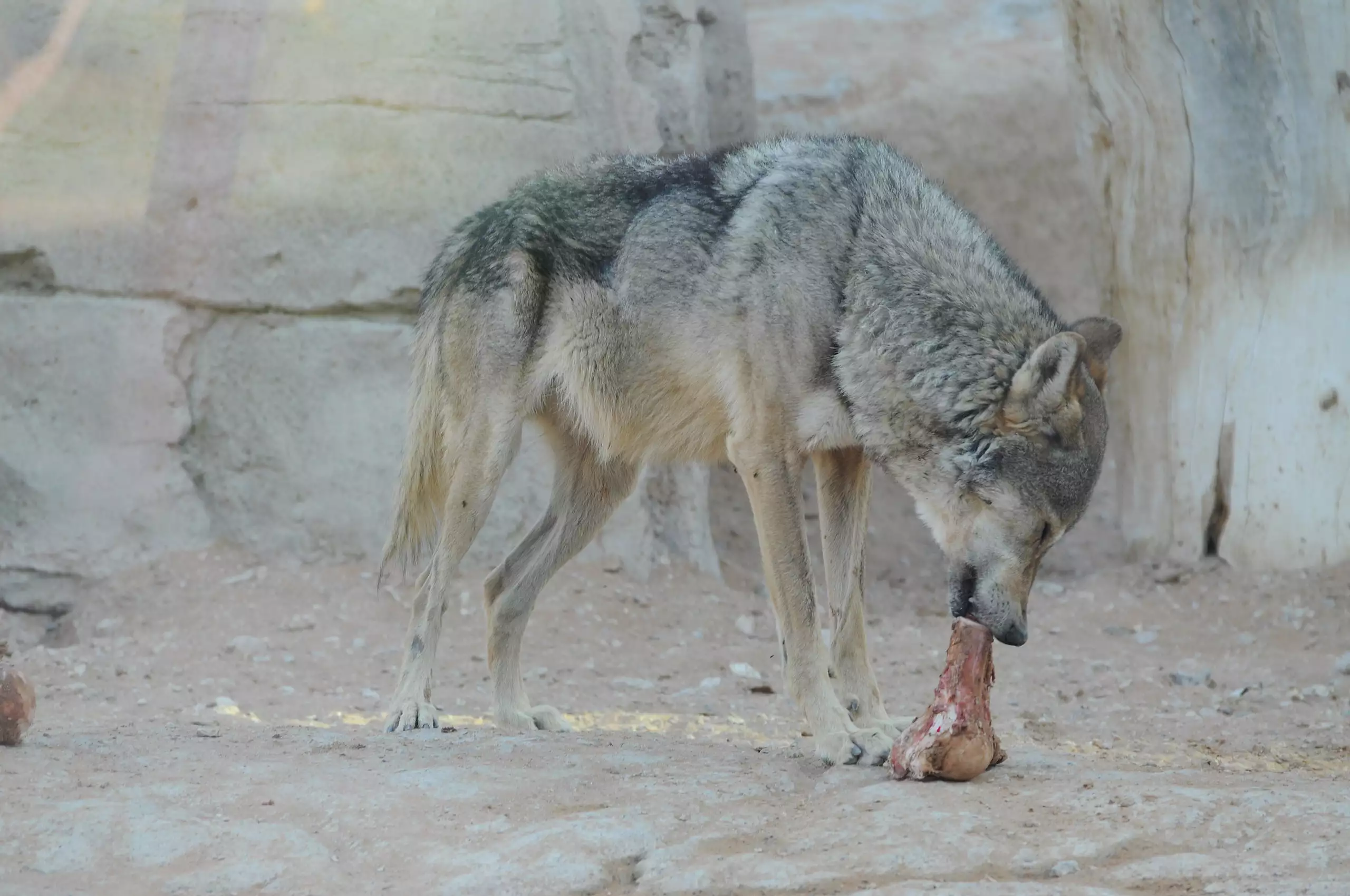 Аравийский волк, обгладывающий кость