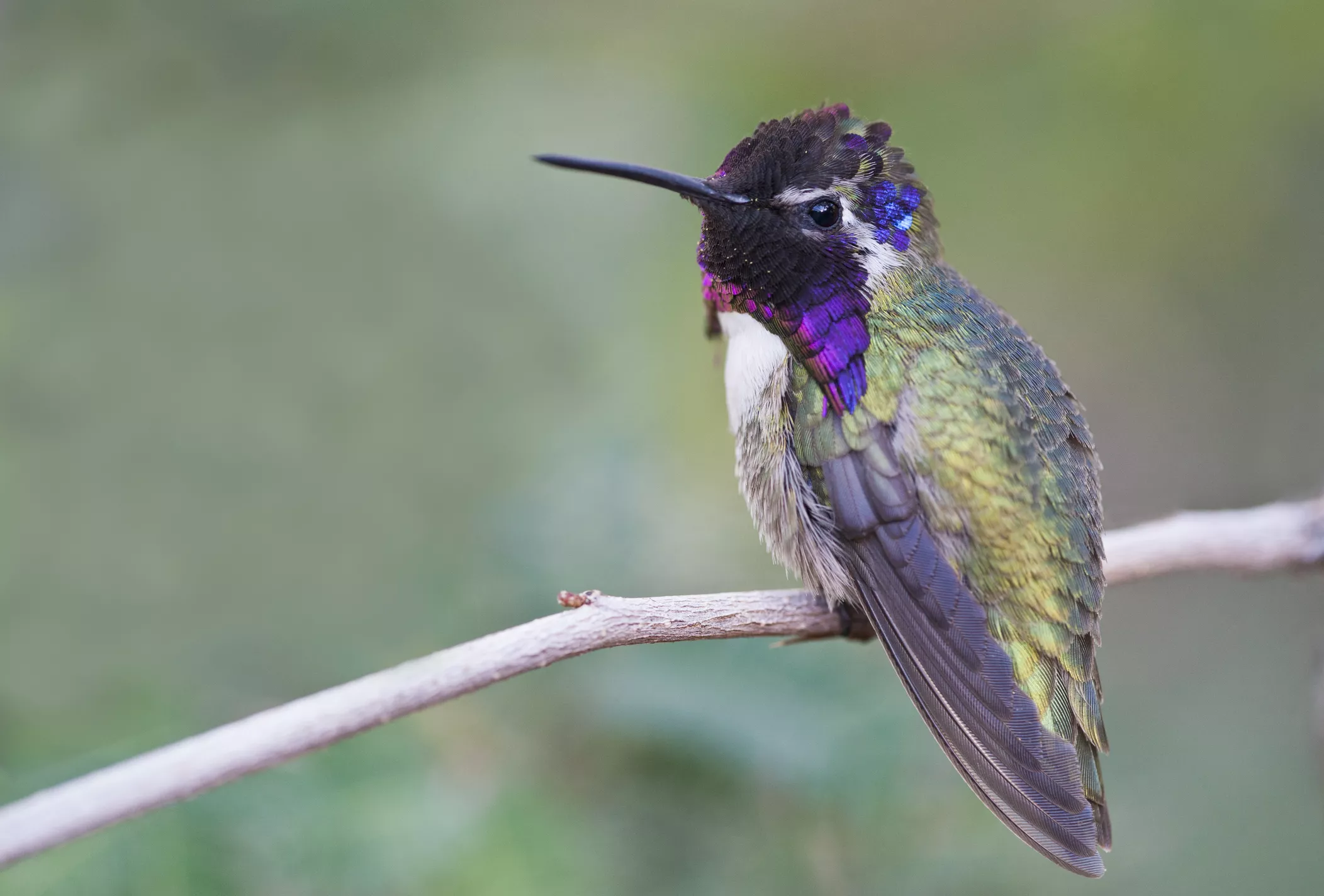 Крупный план красочной колибри, сидящей на ветке