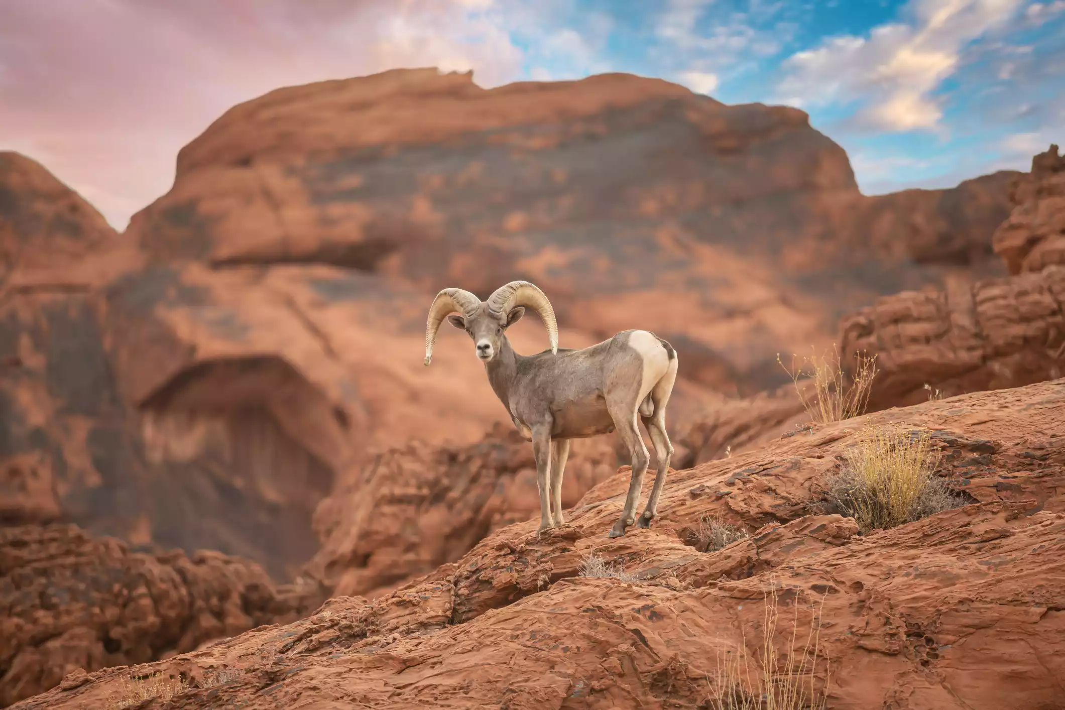 Пустынный толсторог смотрит в камеру на фоне пустынного ландшафта