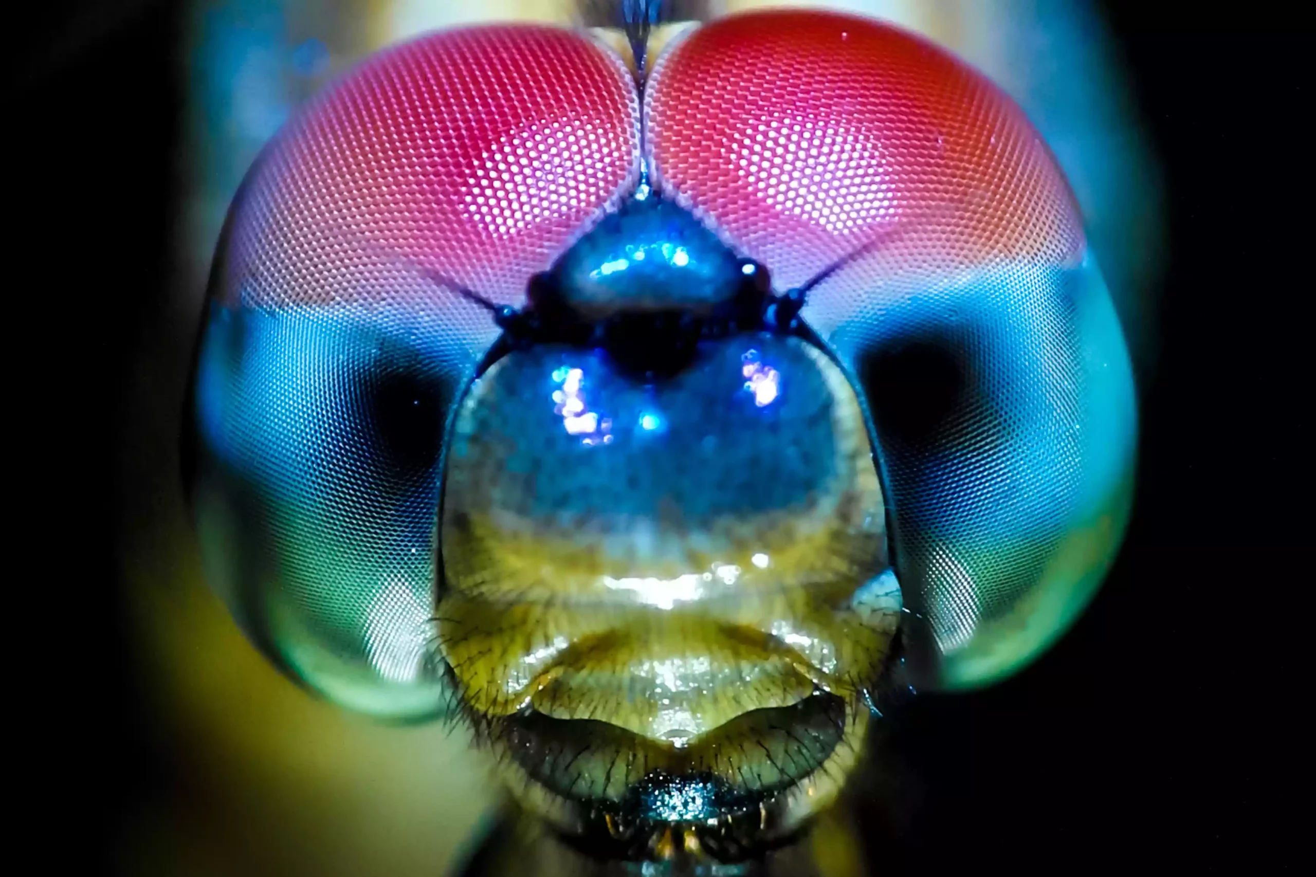 Макроснимок разноцветных глаз стрекозы