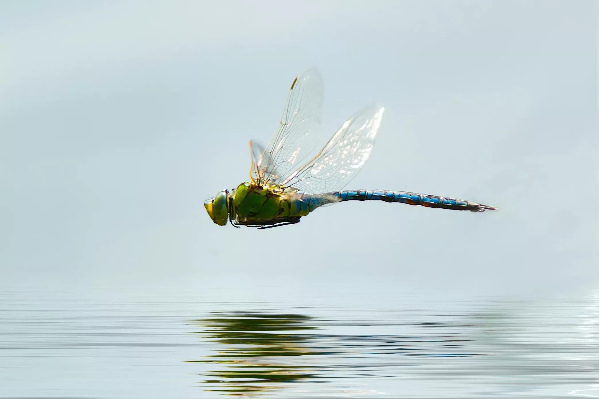 Профиль стрекозы, летящей над водой