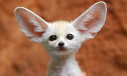 17 Удивительных пустынных животных