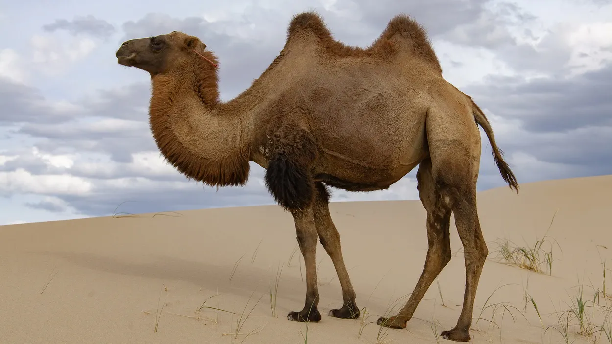 Двугорбый верблюд демонстрирует два горба, наполненных жиром