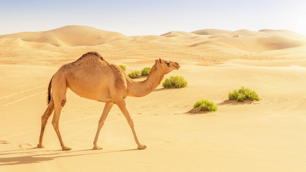 Одногорбый верблюд идет по пустыне