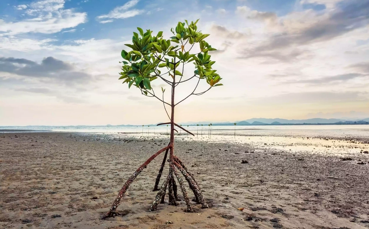Мангровое дерево на пляже в Таиланде
