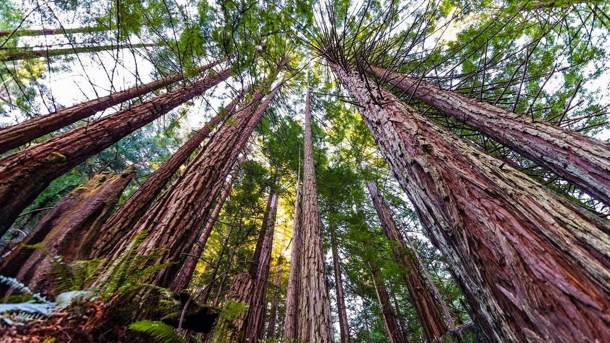 Самые высокие деревья на Земле растут в Калифорнии, США