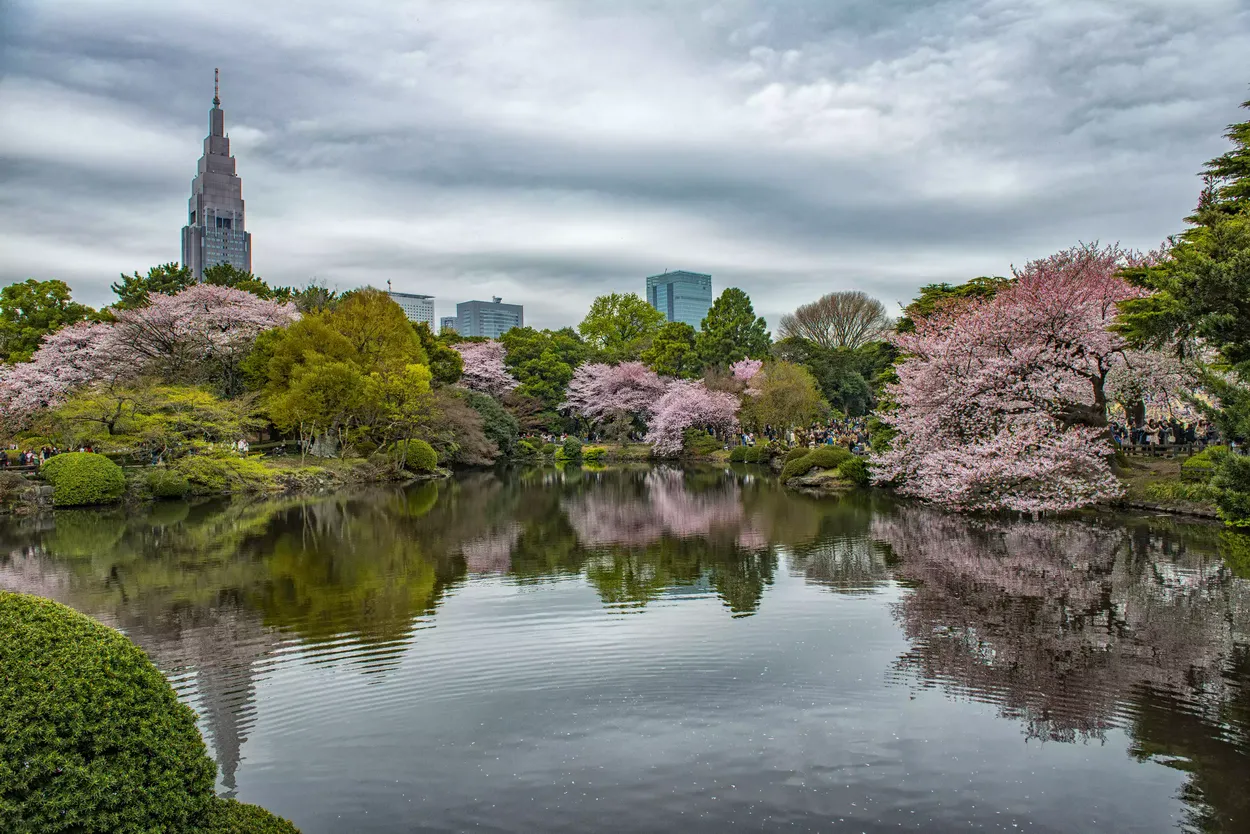 Весна в Национальном саду Синдзюку-гёэн, Токио, Япония