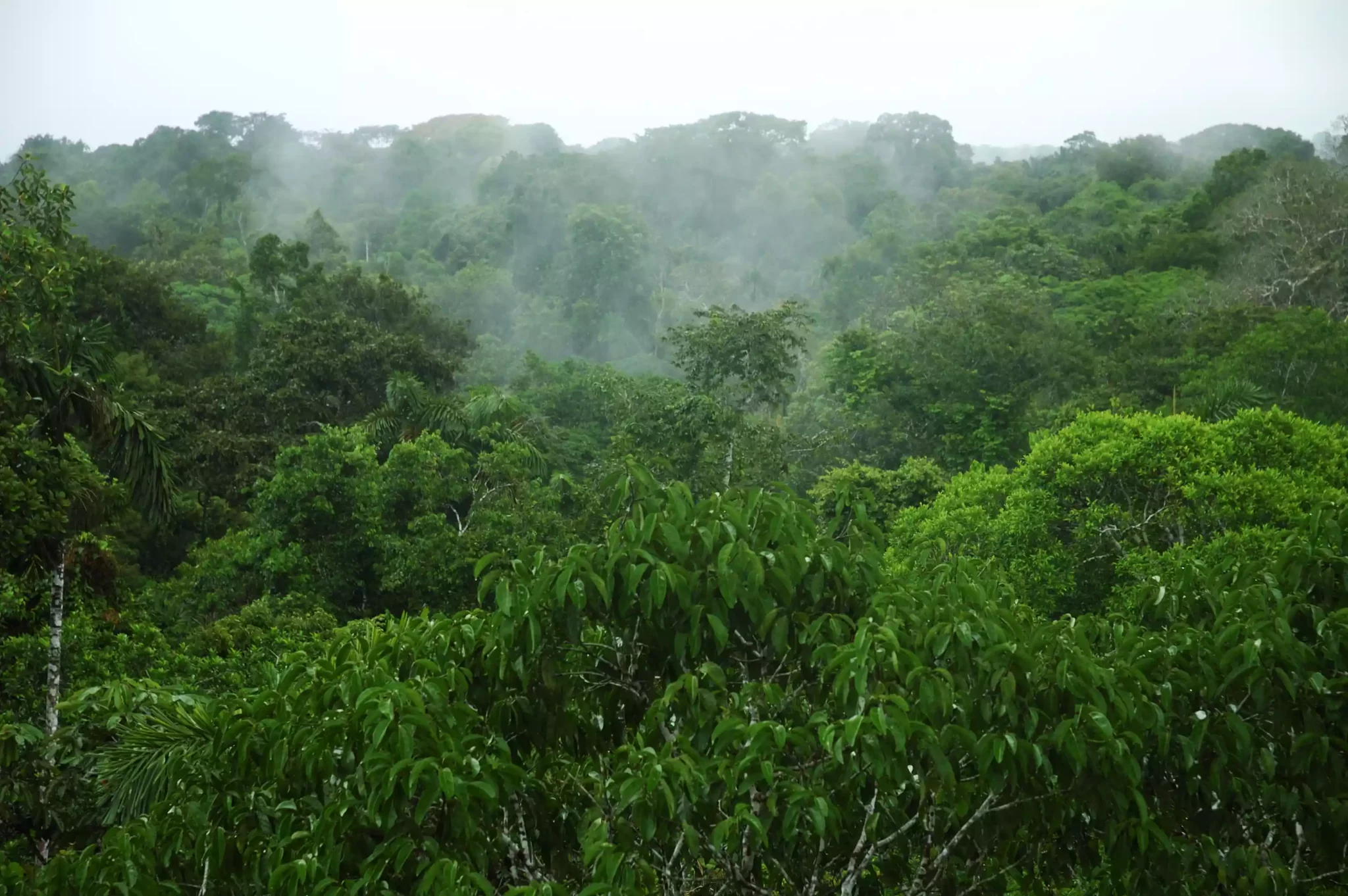 Климатические пояса тропических лесов