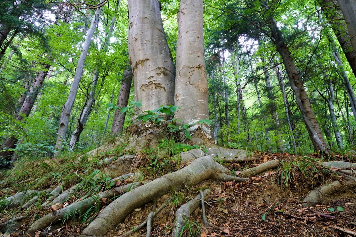 Два взрослых дерева растут вместе в лесу с толстыми открытыми корнями