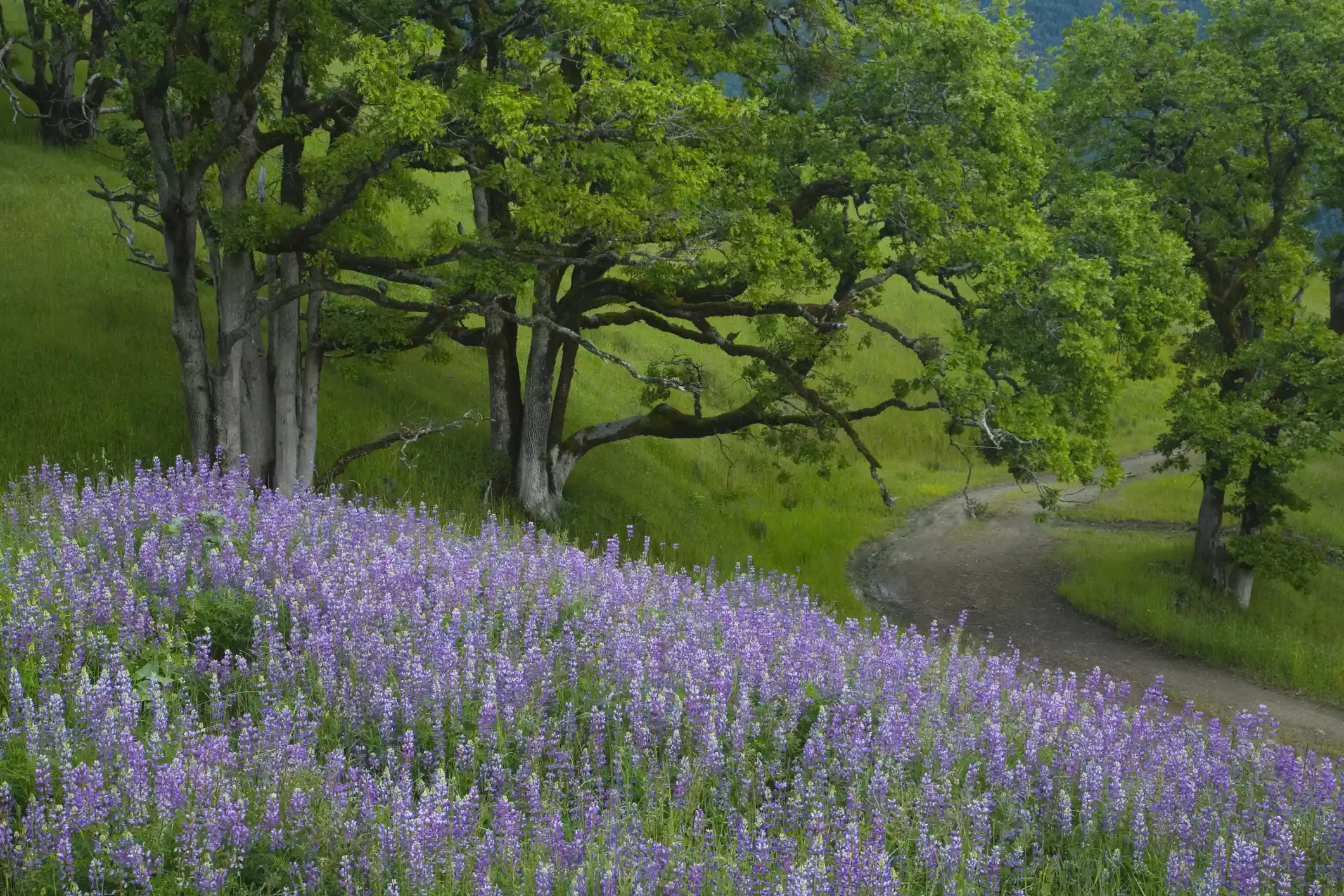 Цветение люпина в Национальном парке Редвуд