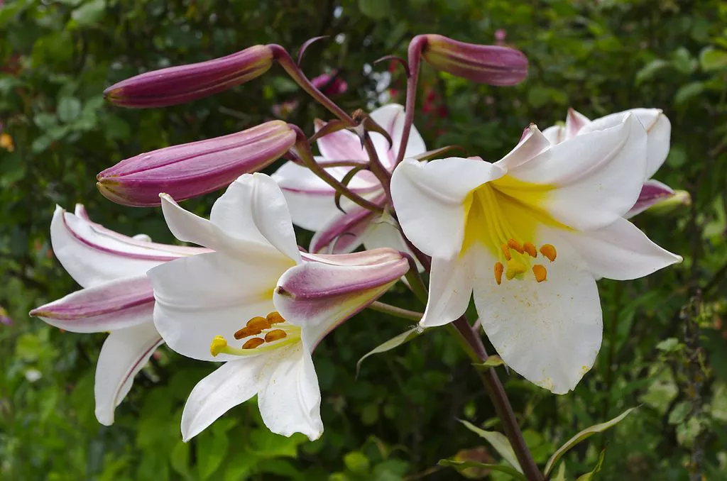 Лилия царственная (Lilium regale)