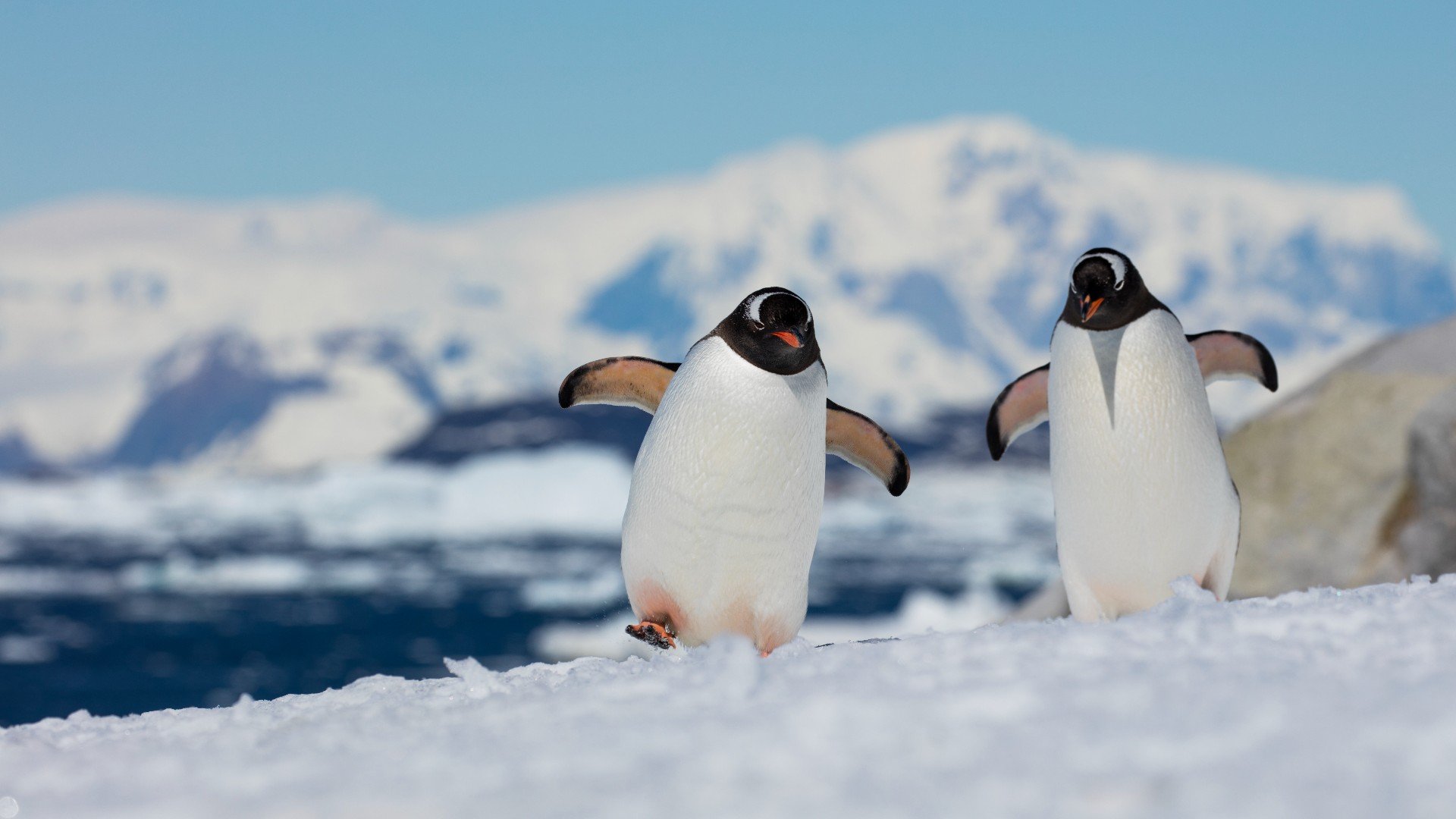 Два субантарктических пингвина ковыляют бок о бок по снегу