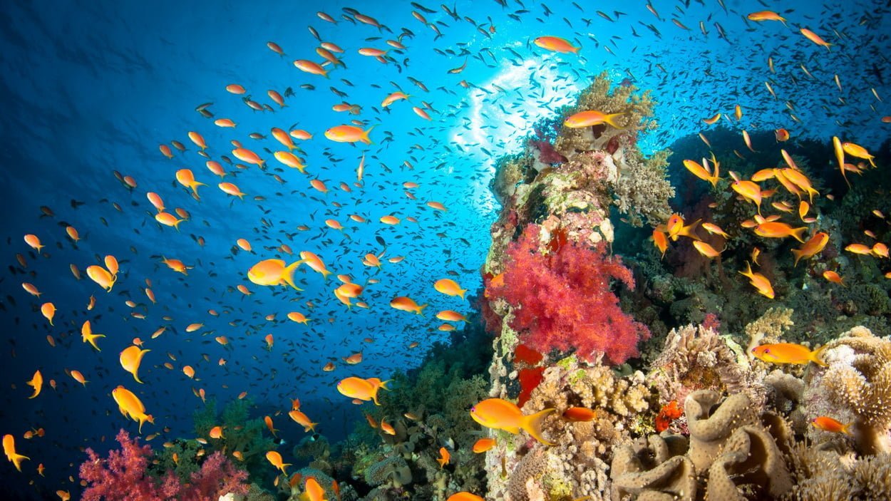 Коралловый риф и рыбы в красном море