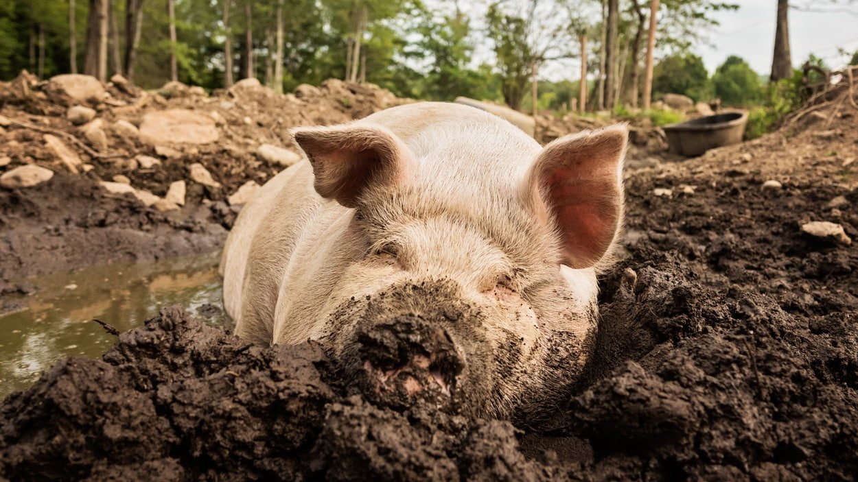 Большая розовая свинья в грязи