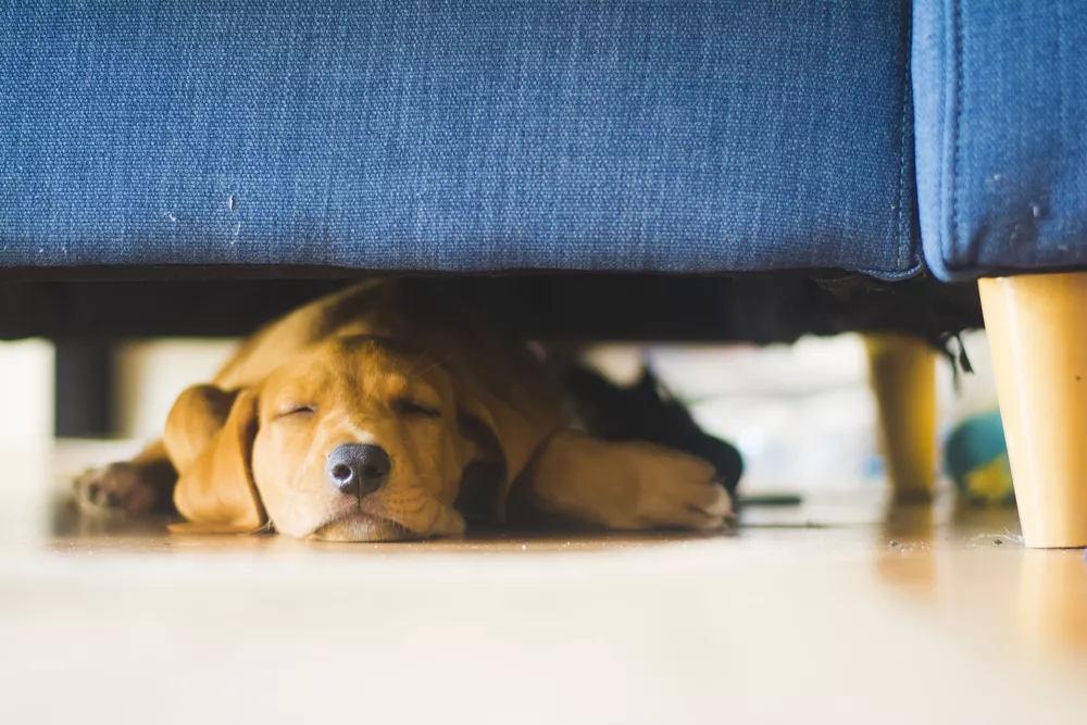 Щенок спит под диваном