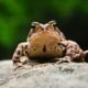 Жаба и лягушка: в чем разница?