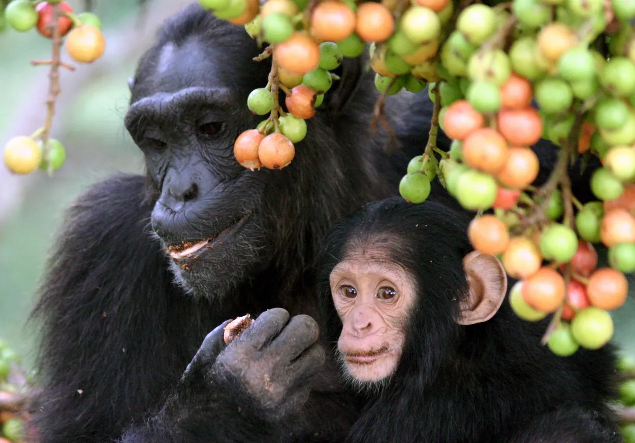 Мать-шимпанзе и ее детеныш едят инжир с дерева