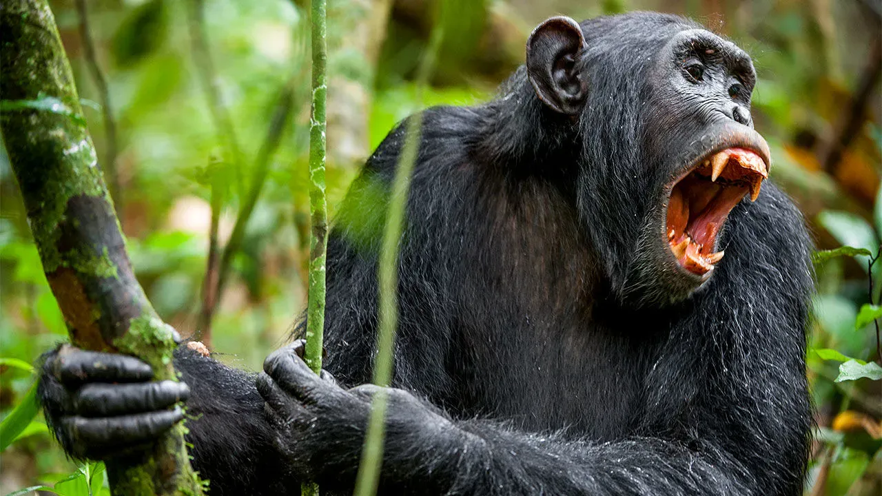 Шимпанзе кричит с дерева