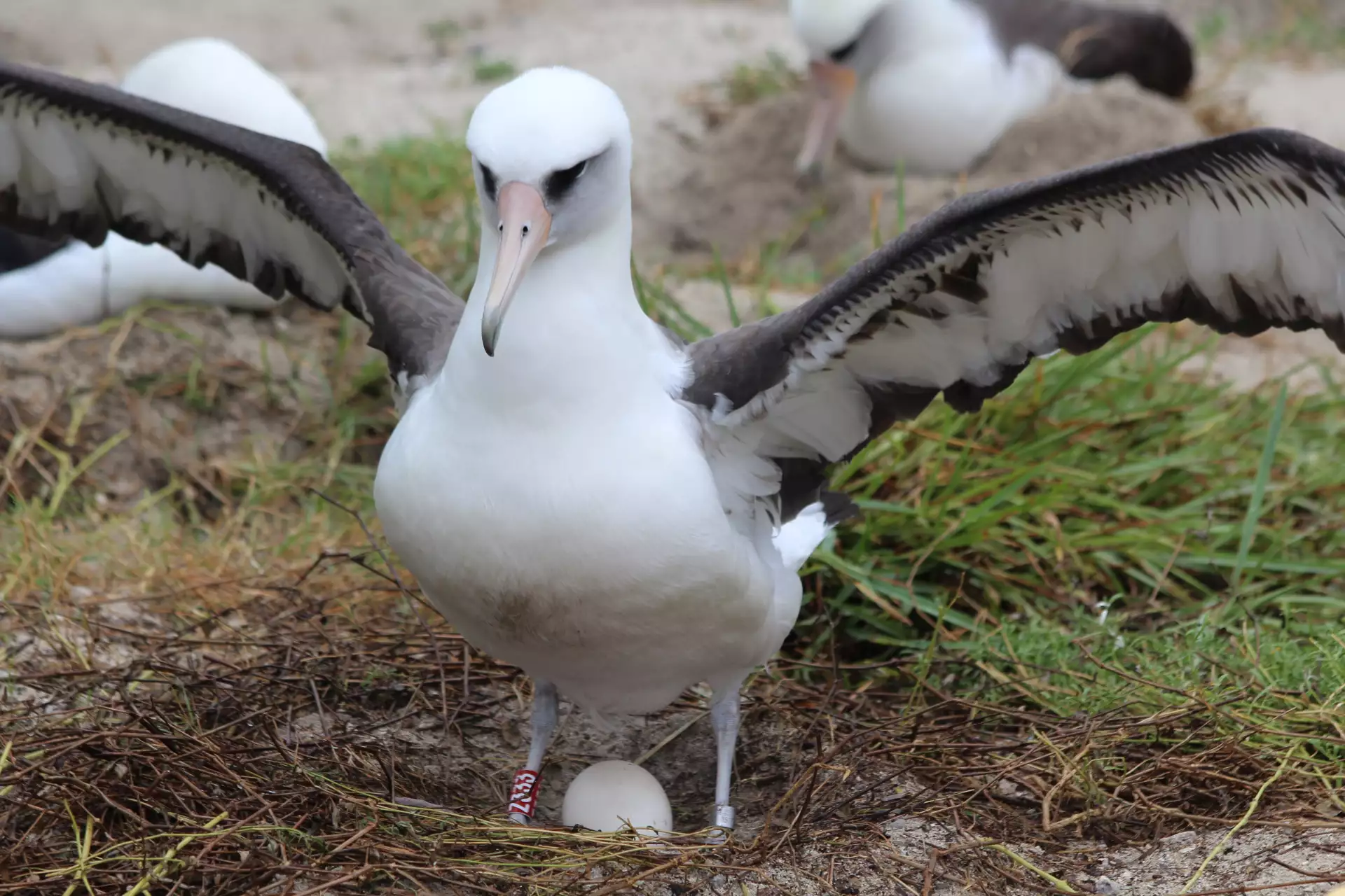 Альбатрос с расправленными крыльями высиживает яйцо